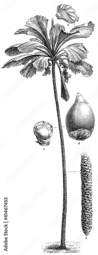 Obraz premium Palm Coco de Mer (Lodoicea sechellarum)