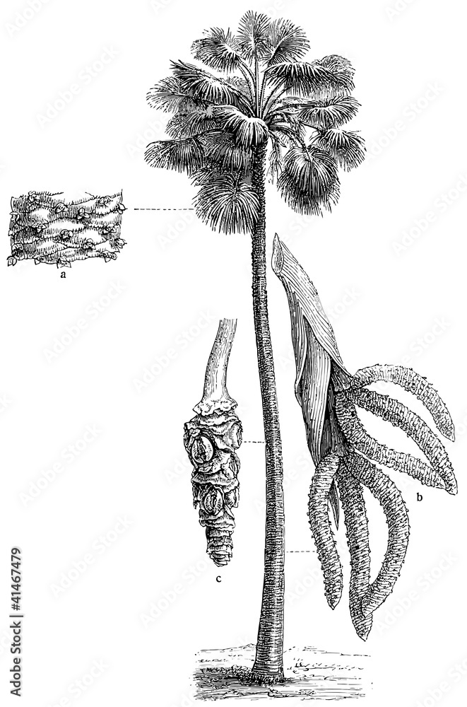 Obraz premium Palm Borassus flabellifer.