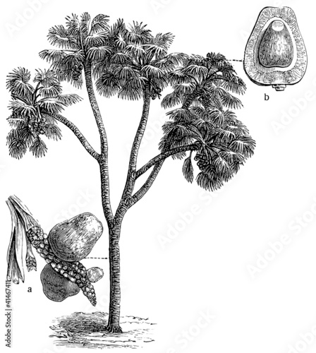 Palm Hyphaene thebaica.