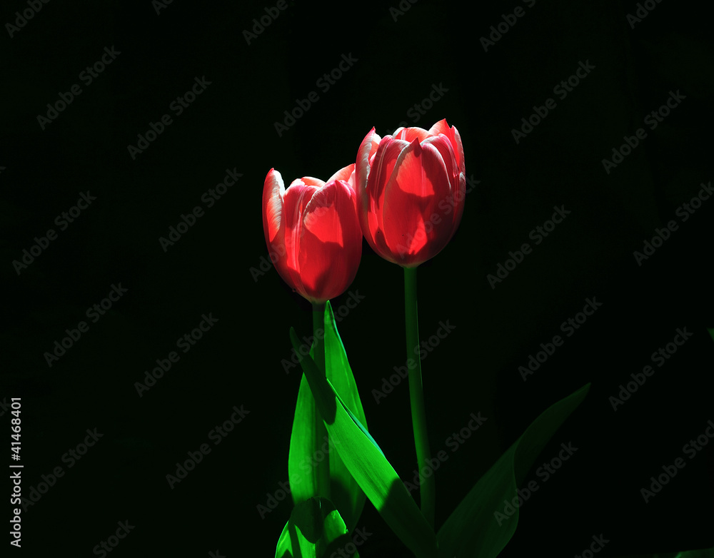 Fototapeta premium tulips in garden ,istanbul,emirgan