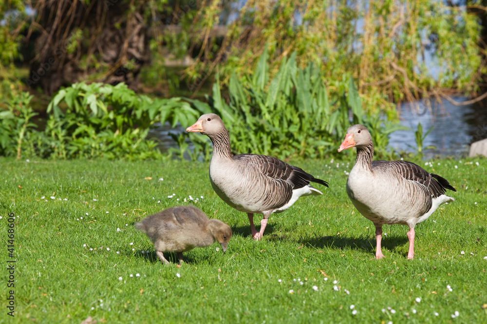 Gänsefamilie auf Wiese beim Fressen Gänsefamilie auf Wiese beim Fressen
