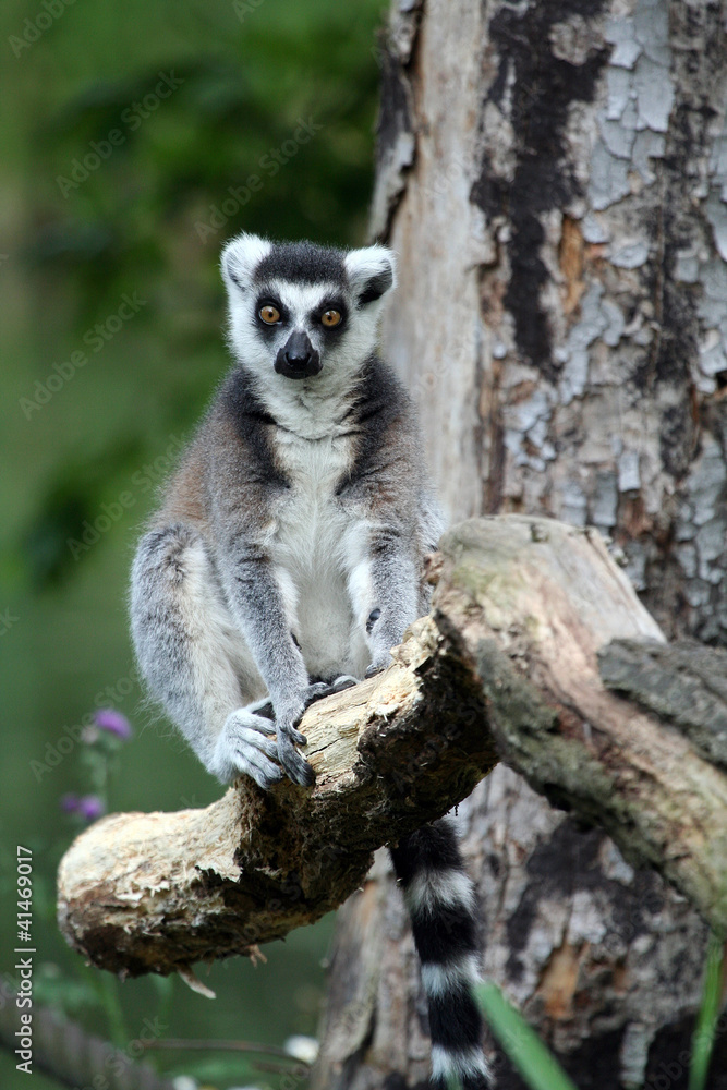 Fototapeta premium Katta