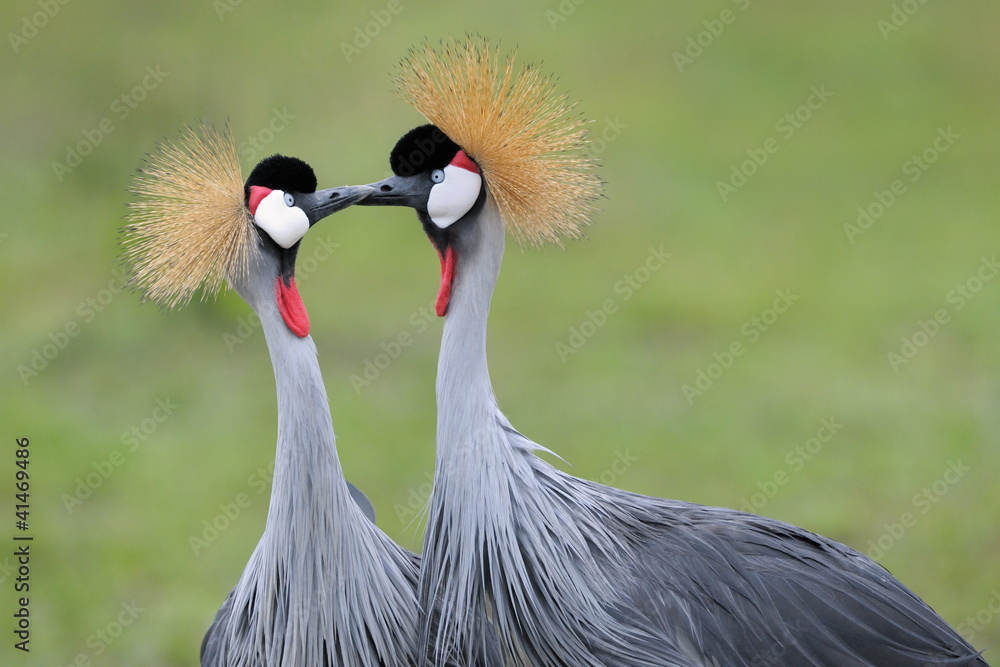 Fototapeta premium Two Grey Crowned Cranes at courtship.