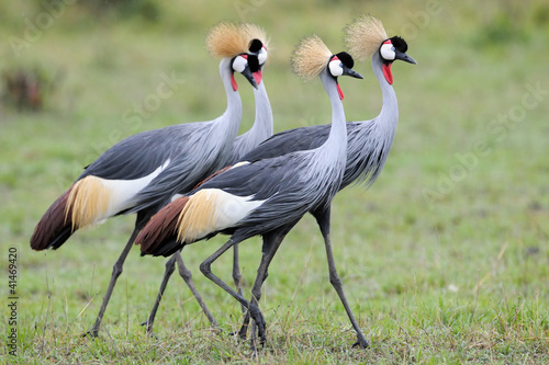 Four Grey Crowned-Cranes in courtship dancing. © andreanita