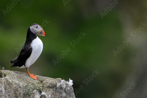 Atlantic Puffin on a cliff
