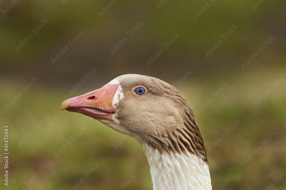 Head of adult goose - closeup