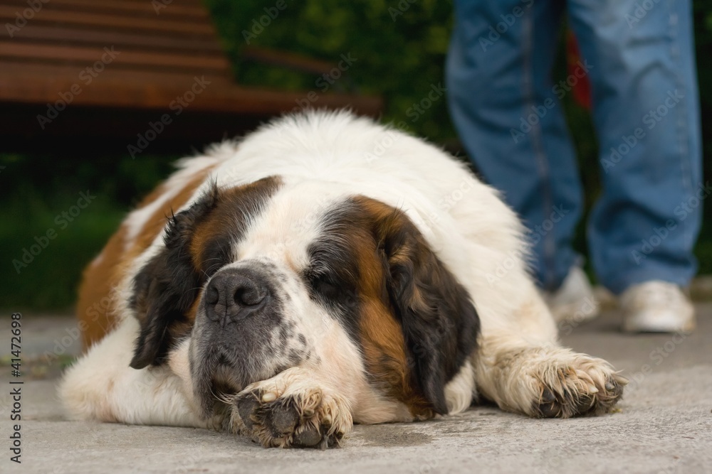 Dog sleeping near his master