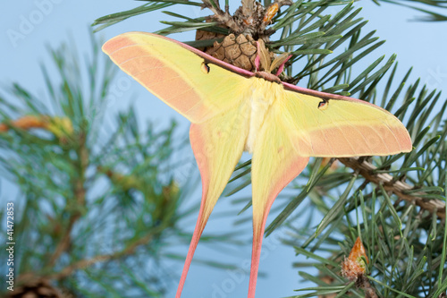 Actias dubernadi male photo