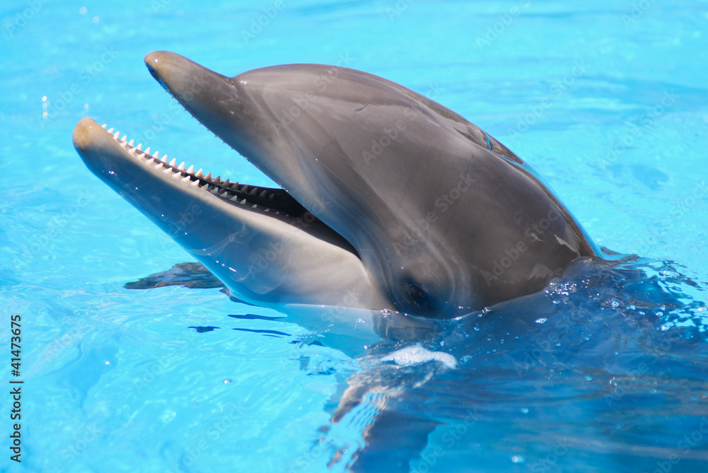 Obraz premium Happy dolphin