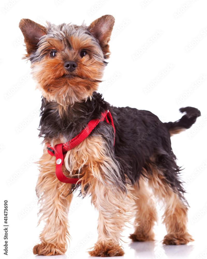 yorkshire puppy dog standing yorkshire puppy dog standing