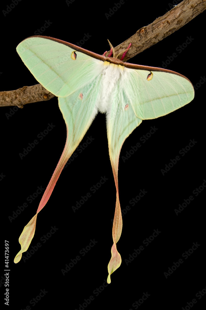 Fototapeta premium Actias dubernadi (female)