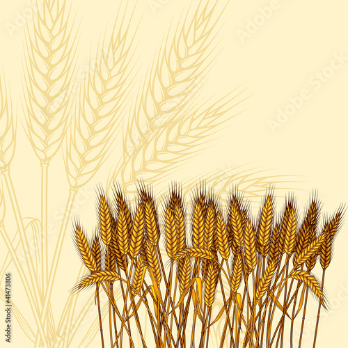 Background with ripe yellow wheat ears, vector illustration.
