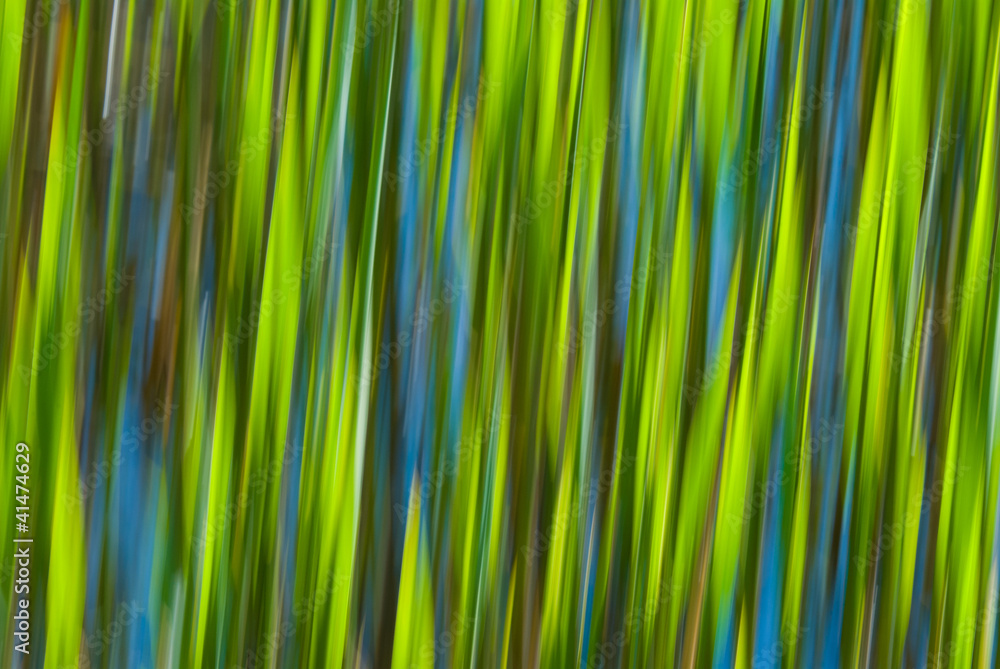 Blurred reed background