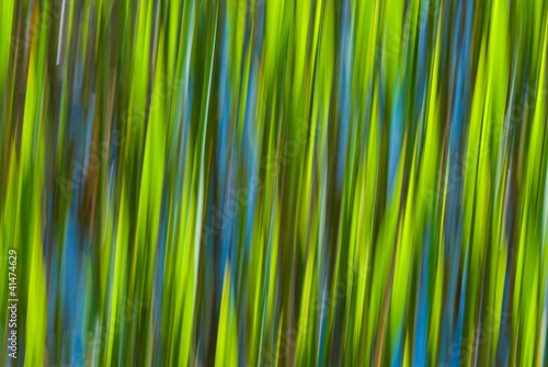 Blurred reed background