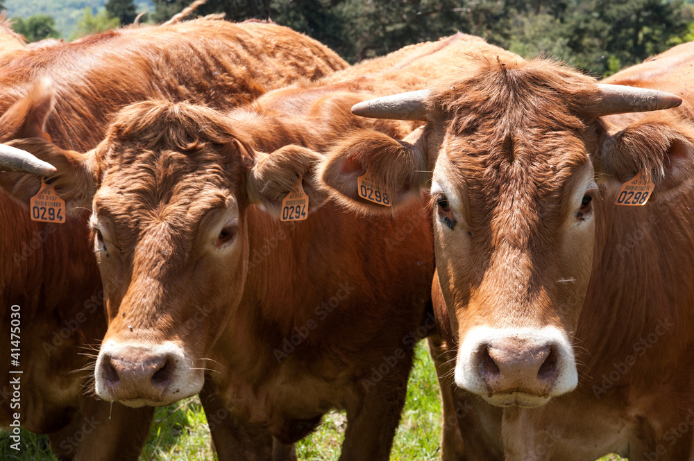 troupeau de vaches