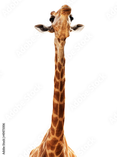 Giraffe head isolate on white