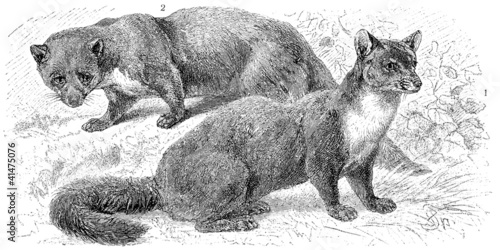 European pine marten and beech marten