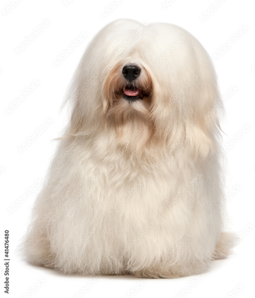 Cute long hair cream Havanese dog