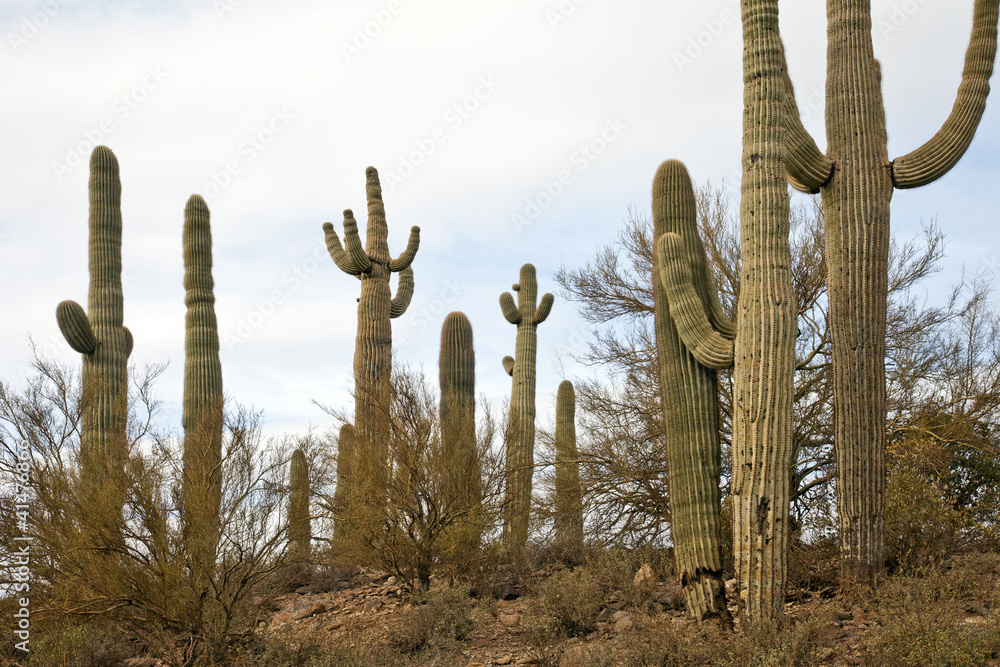 Saguaro Kaktus bei Tucson Arizona USA