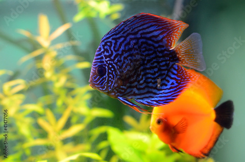 Blue and orange discus fish