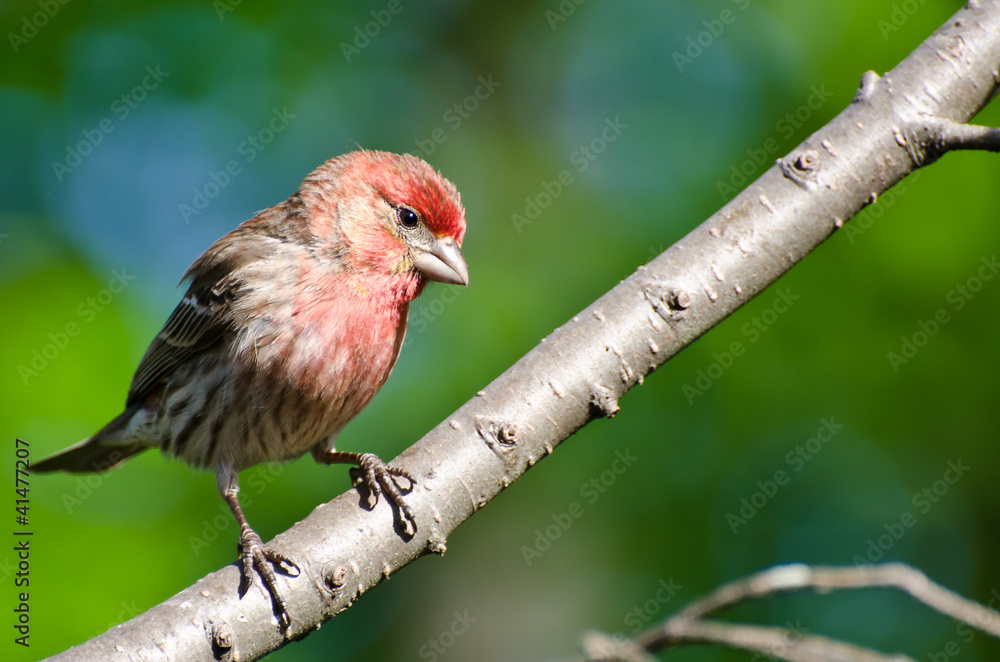 House Finch Perched in a Tree House Finch Perched in a Tree