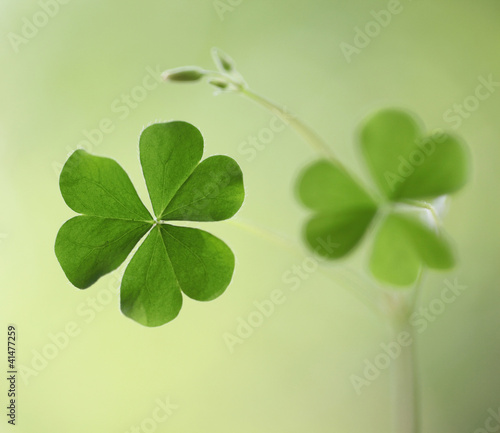 Three leaf clovers for backgrounds