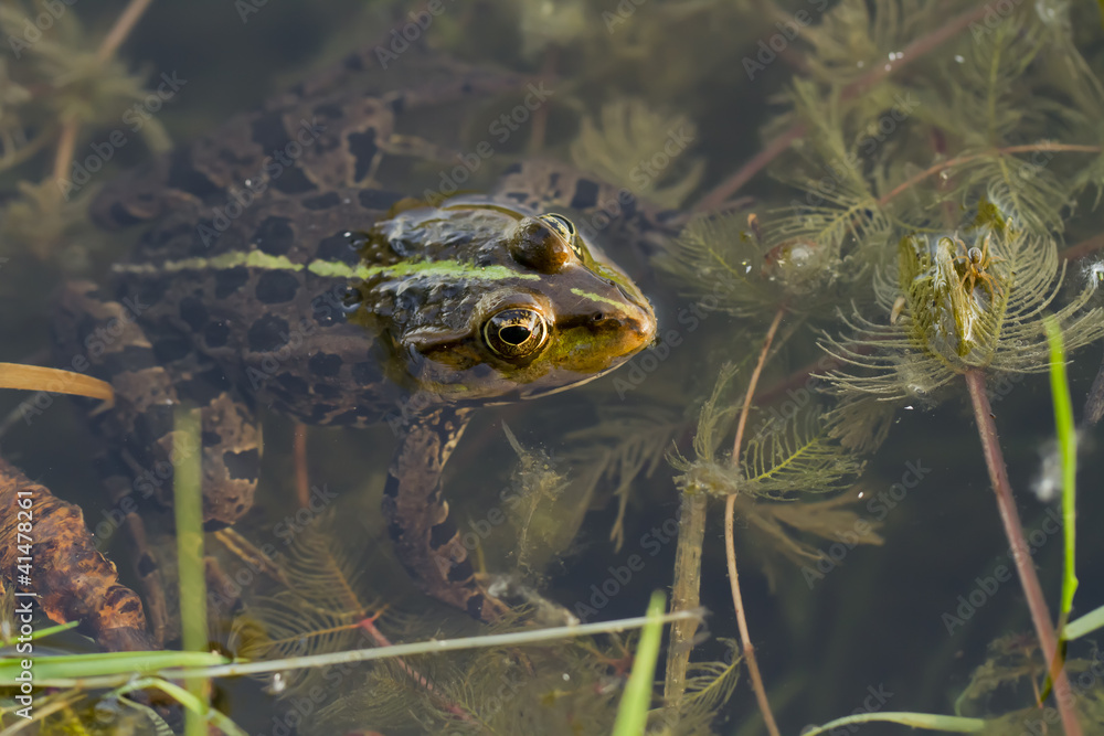 frog frog