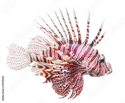 The Red Lionfish (Pterois volitans). photo
