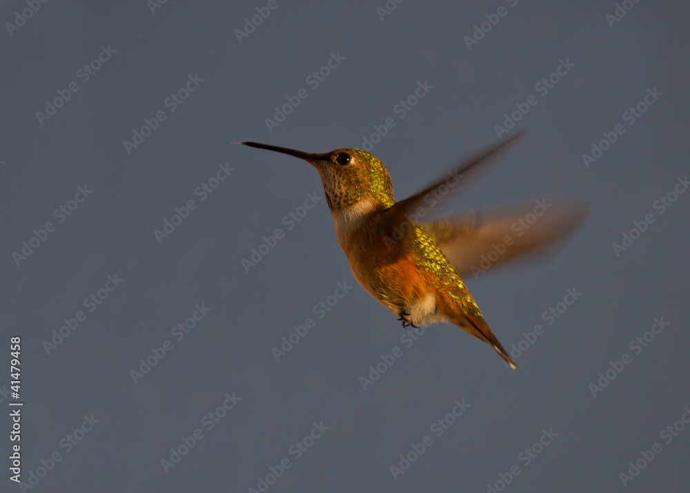 Fototapeta premium Hummingbird in flight