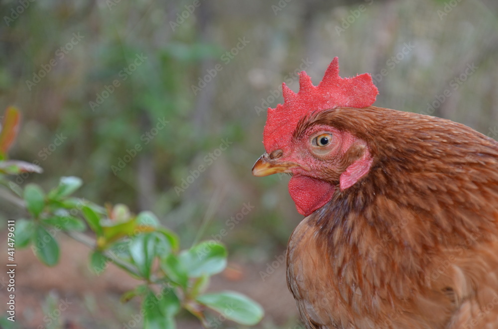 Galinha - Chicken
