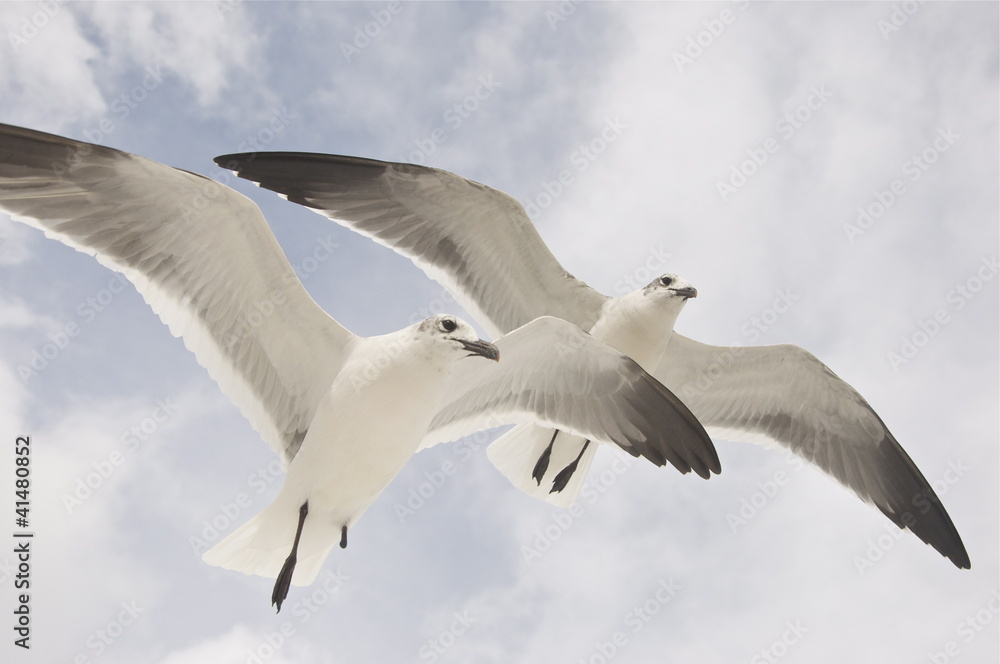 2 Möven im Flug in der Luft