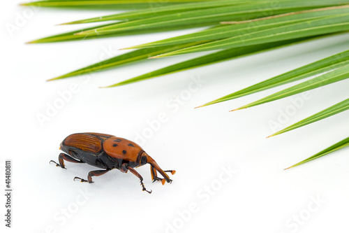 Red weevil insect photo