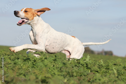 beautiful jump of the hunting dog