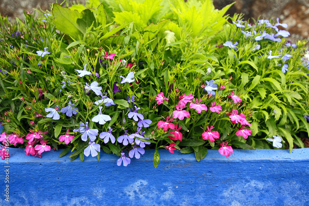 Lobelia erinus in a blue pot