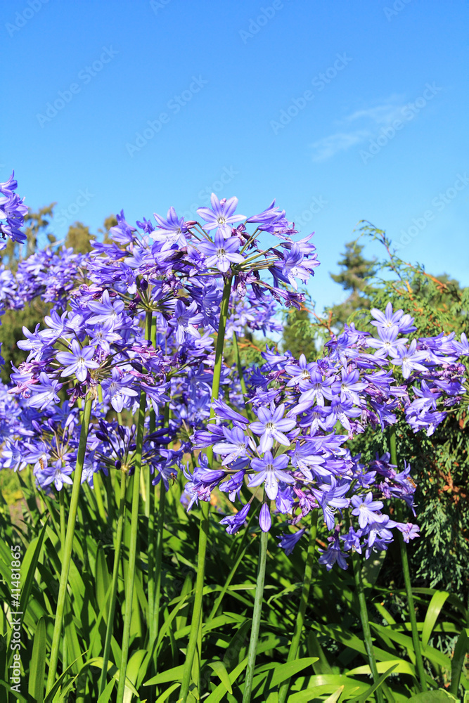 Naklejka premium Beautiful Blue Alium blossom