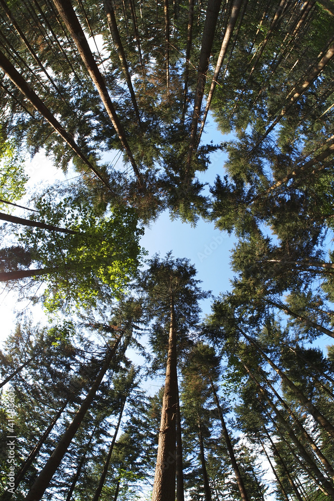Fototapeta premium Baum von unten