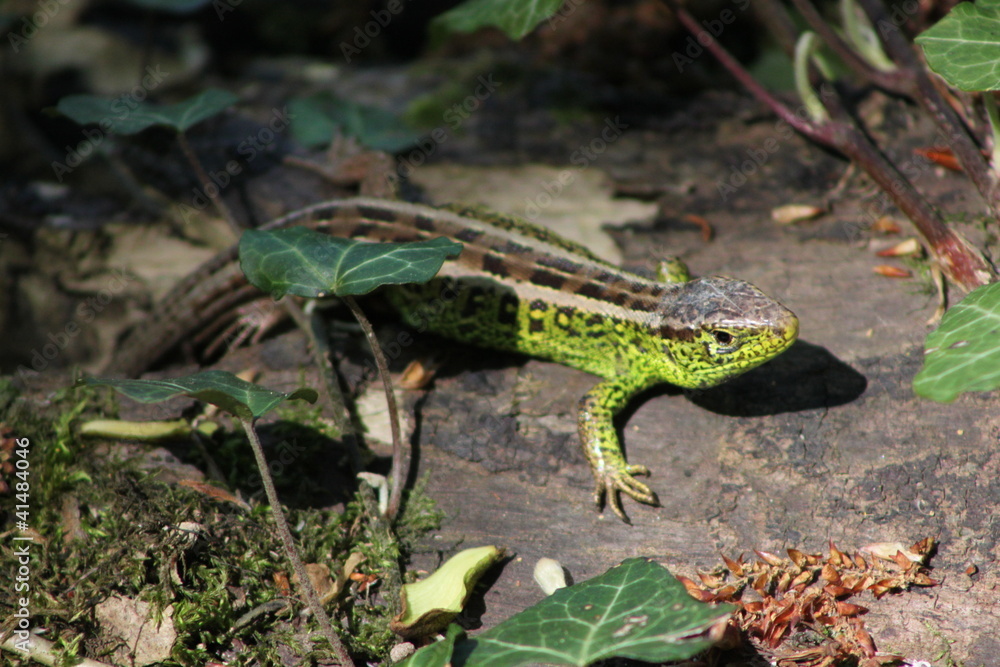 Naklejka premium close up with lacerta agilis lizard