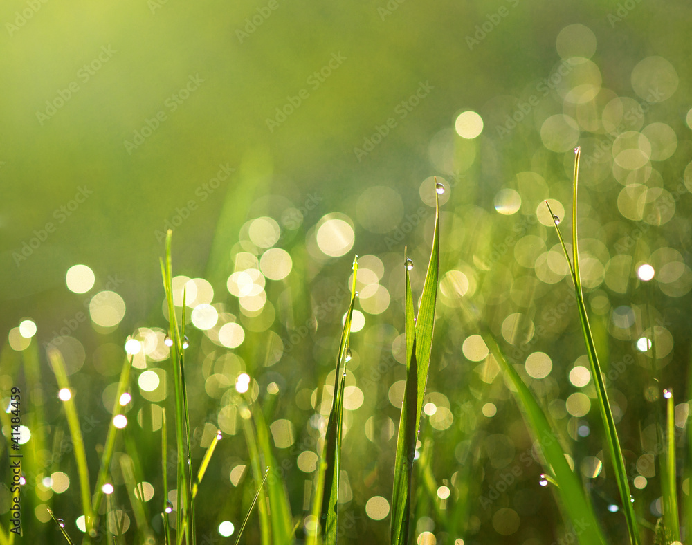 Obraz premium Grass with rain drops