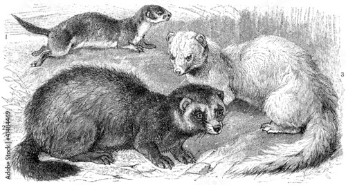 European polecat, Weasel, Ferret