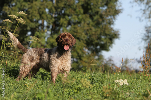 Fototapeta Naklejka Na Ścianę i Meble -  beautiful hunting dog in the country