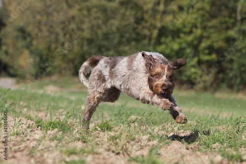 hunting dog galoping and jumping