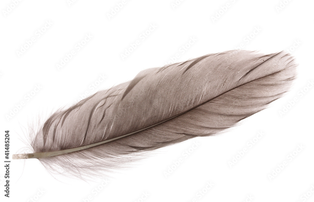 Single fluffy feather isolated on white Single fluffy feather isolated on white