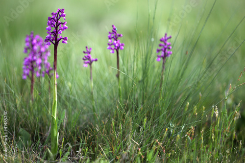 Wild orchid flowers in spring
