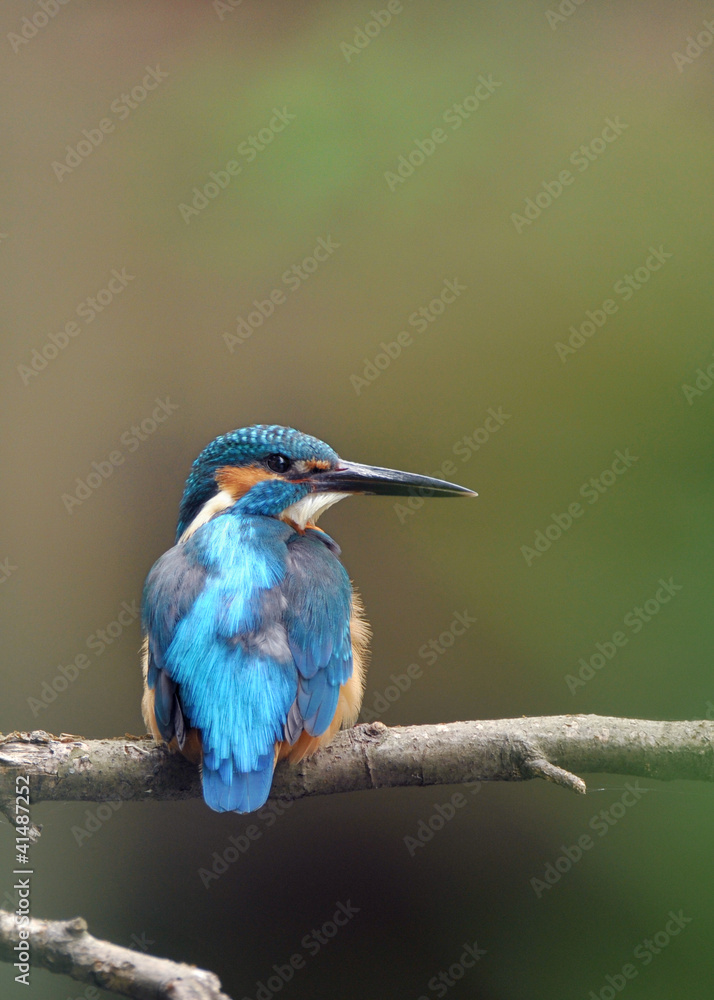 Fototapeta premium 止まり木のカワセミ