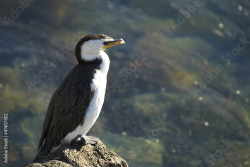 Little Pied Cormorant