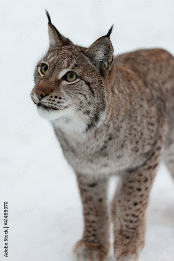 Naklejka premium Lynx in snow