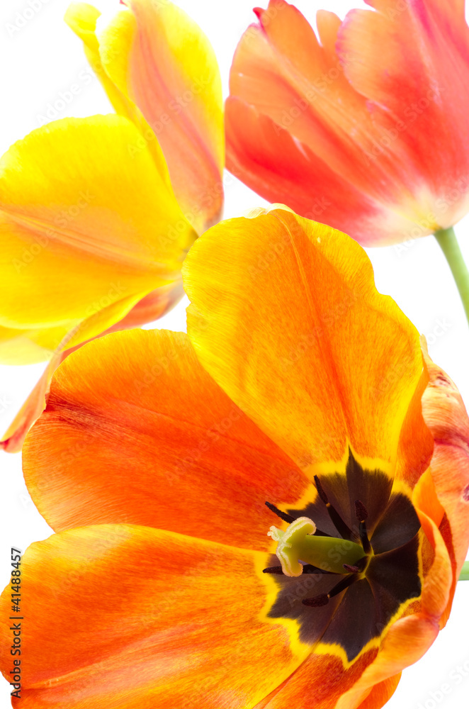 全開の暖色系グラデーションのチューリップの花