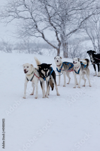 Husky dogs