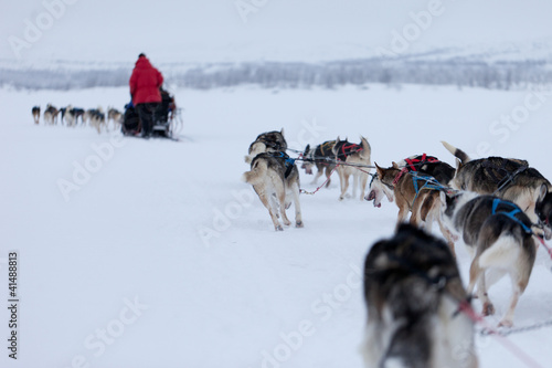 Husky dogs racing in Norway