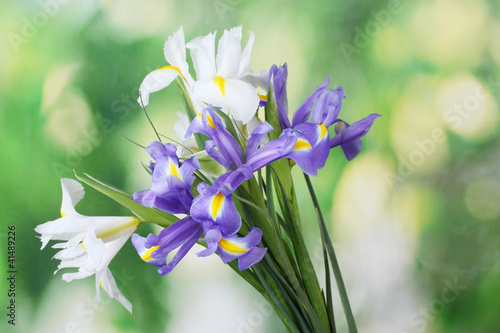 Φωτογραφία Beautiful bright irises on green background